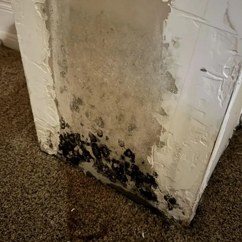 Professional Mold Removal in Marshall County, IA